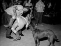 Dancers and a Curious Canine